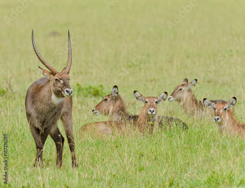 Photography Closeup of a male Waterbuck with his harem in the Serengeti National park, Tanza