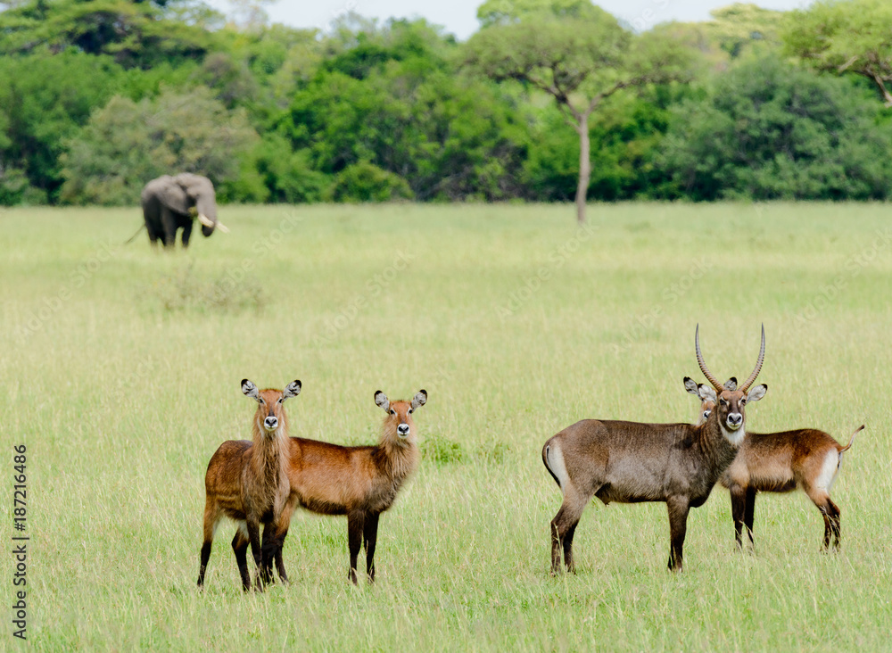 Closeup of Waterbuck with an elephant in the distance in the Serengeti National park, Tanzania