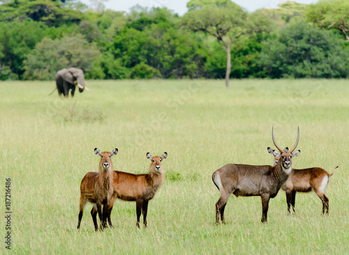 Closeup of Waterbuck with an elephant in the distance in the Serengeti National park  Tanzania