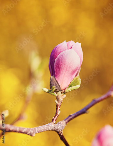 Close-up view of purple blooming magnolia. photo