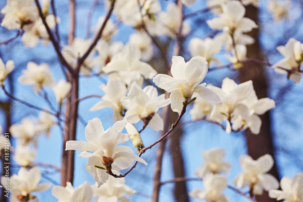 Obraz premium White magnolia flower