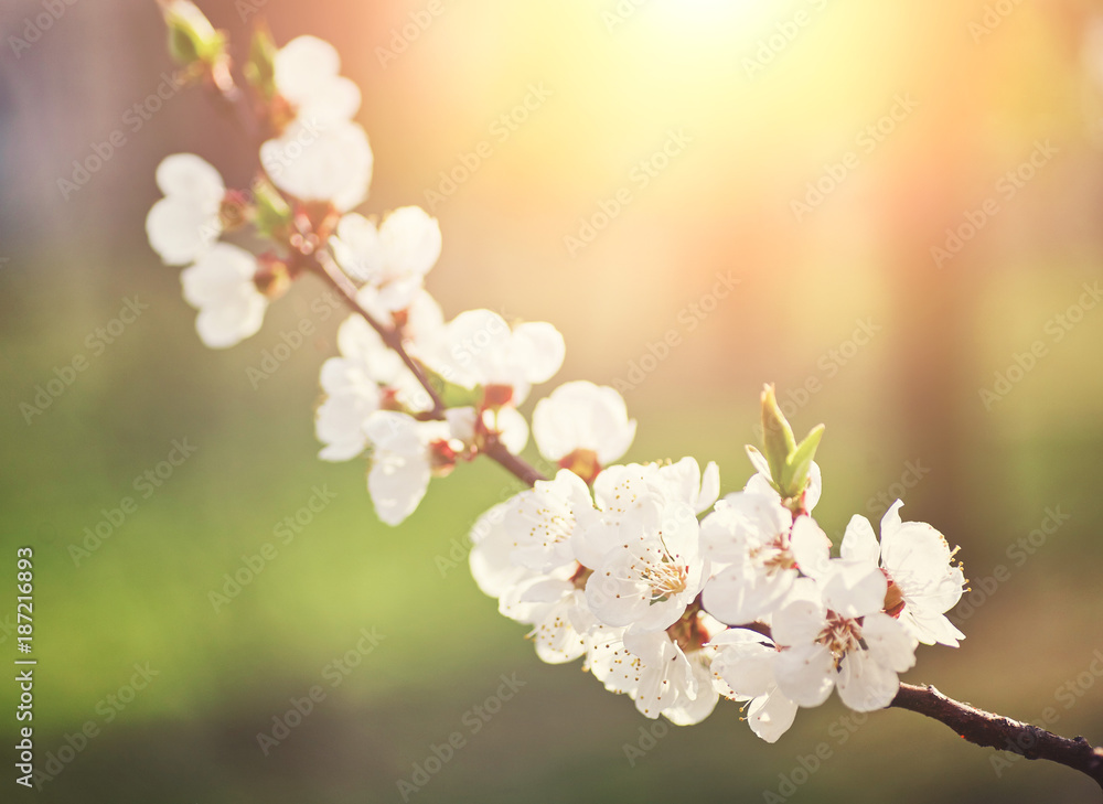 White sakura flower blossoming as natural background