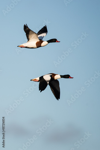 Shelduck, Common Shelduck, Tadorna tadorna