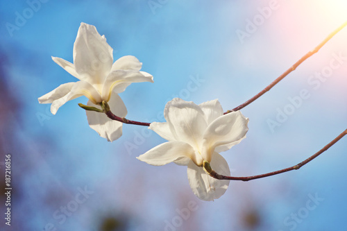 White magnolia flower photo