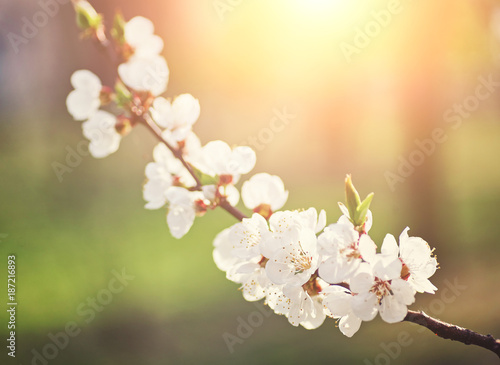 White sakura flower blossoming as natural background