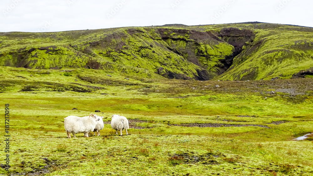 Kleine Schafherde im isländischen Hochland - Island Kleine Schafherde im isländischen Hochland - Island