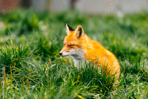 Portrait of young little red fox sitting on green grass at wild nature outdoor. Furry puppy animal life. Predator in countryside. Fauna lifestyle. Muzzle of lovely beautiful creature. Tender and kind. © benevolente