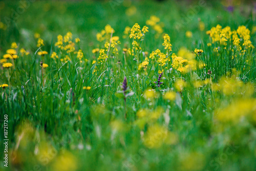 Flower of yellow celandine Grows among the green grass