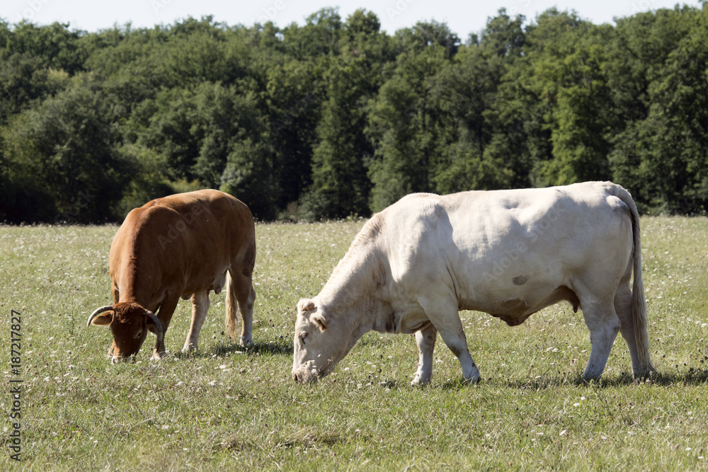 Limousine et Blonde d'Aquitaine Limousine et Blonde d'Aquitaine