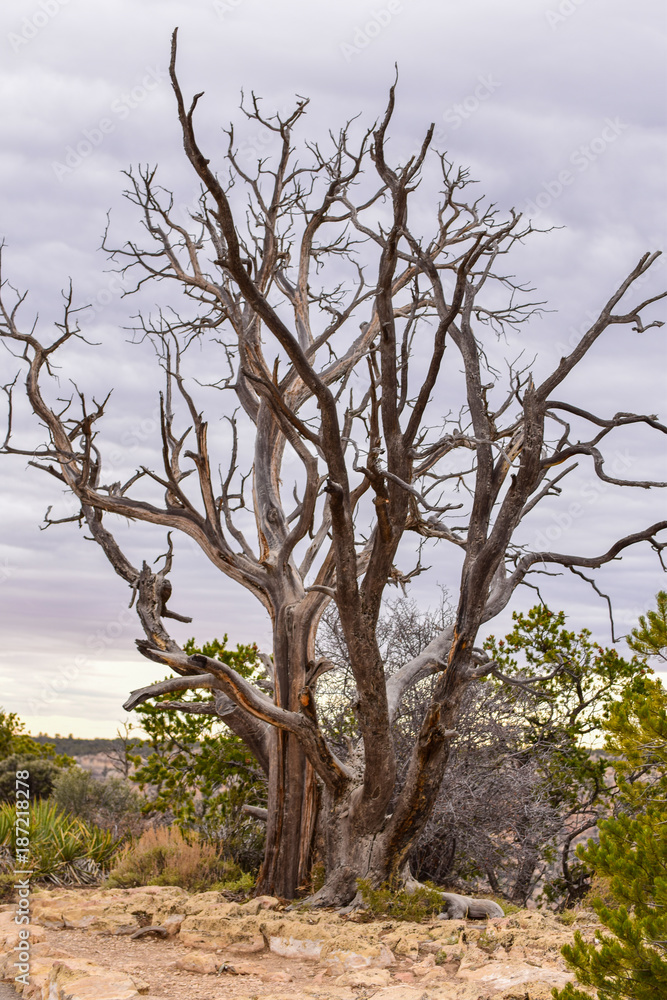 Arizona Grand Canyon and Antelope Canyon Arizona Grand Canyon and Antelope Canyon