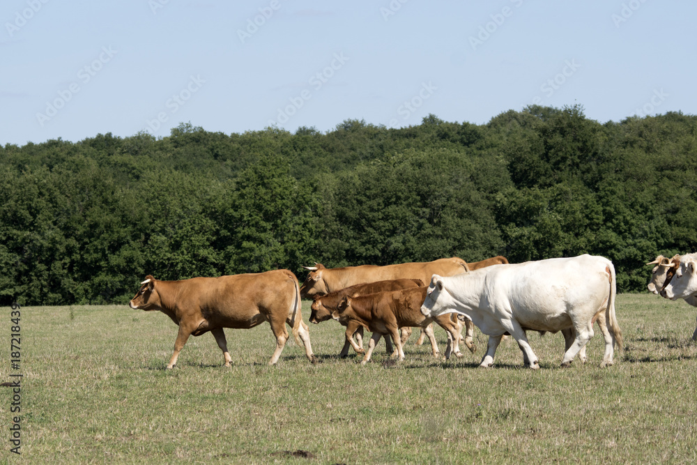 Troupeau avec vaches et veaux