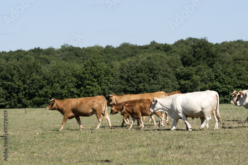 Wallpaper Mural Troupeau avec vaches et veaux Torontodigital.ca