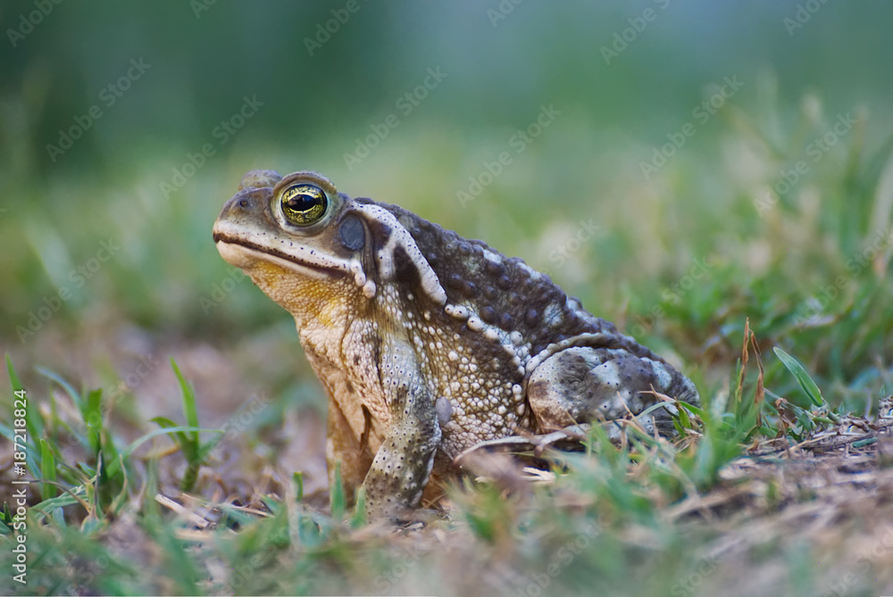 Big frog enjoying the nature after the rain Big frog enjoying the nature after the rain