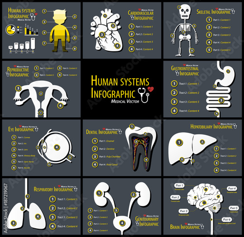 Set of human systems infographics . Cardiovascular . Skeletal . Reproductive . Gastrointestinal . Eye . Dental . Hepatobiliary . Respiratory . Genitourinary . Neurological