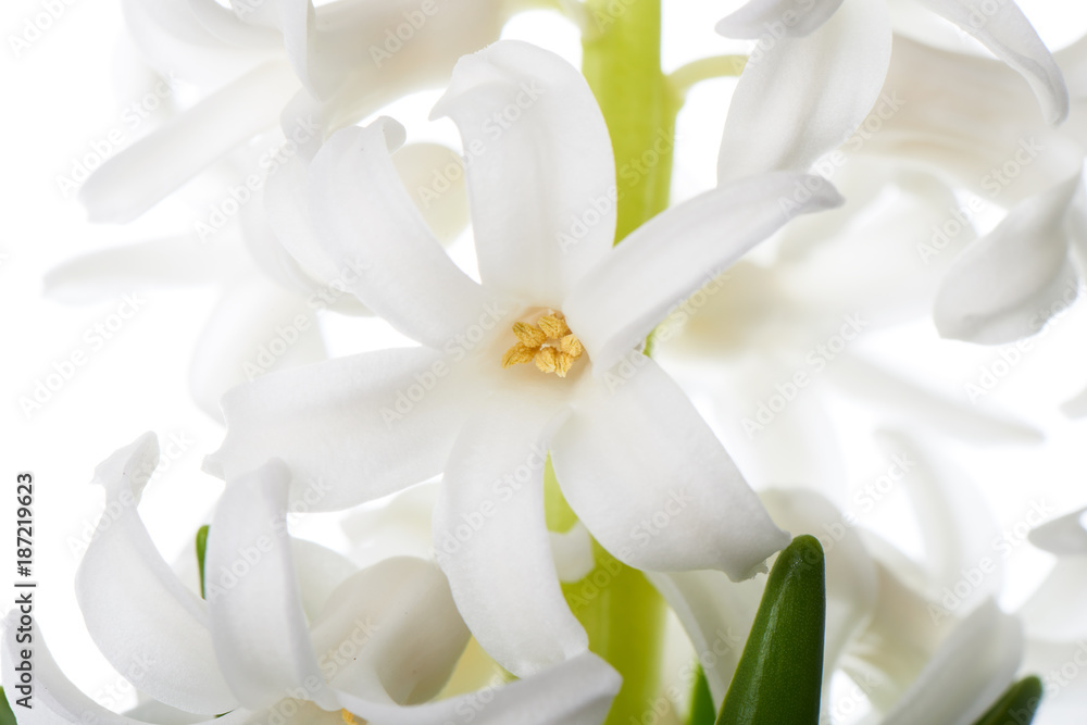 Obraz premium hyacinth flowers, isolated on white