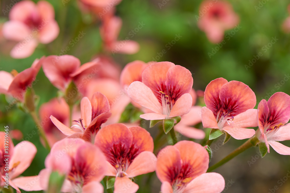 Geranium Geranium