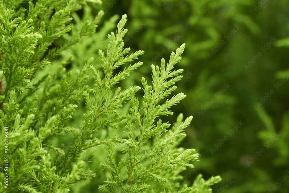 Closeup of cupressus macrocarpa wilma