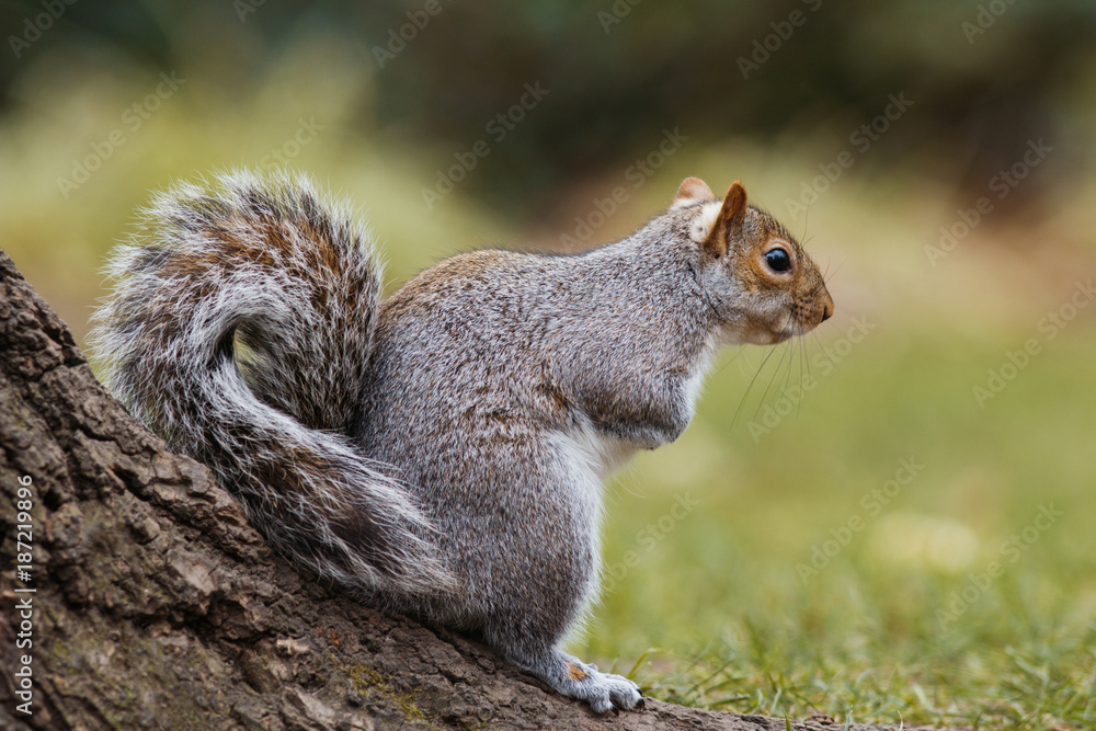 Gray squirrel sitting on a tree branch in the park and smiling Gray squirrel sitting on a tree branch in the park and smiling