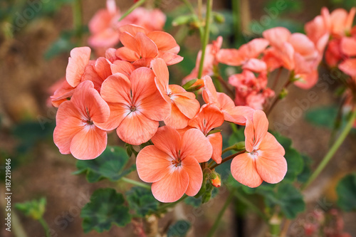 Salmon Geranium