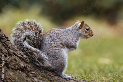 Gray squirrel sitting on a tree branch in the park and smiling