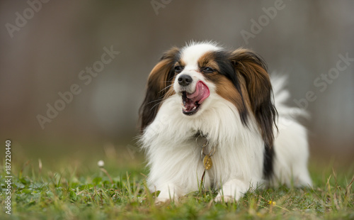 Cavalier King Charles Spaniel dog