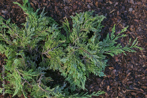  Juniperus horizontalis Pancake