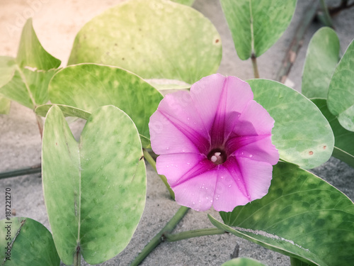 Convolvulaceae flower on the beach. Beach morning-glory flower photo