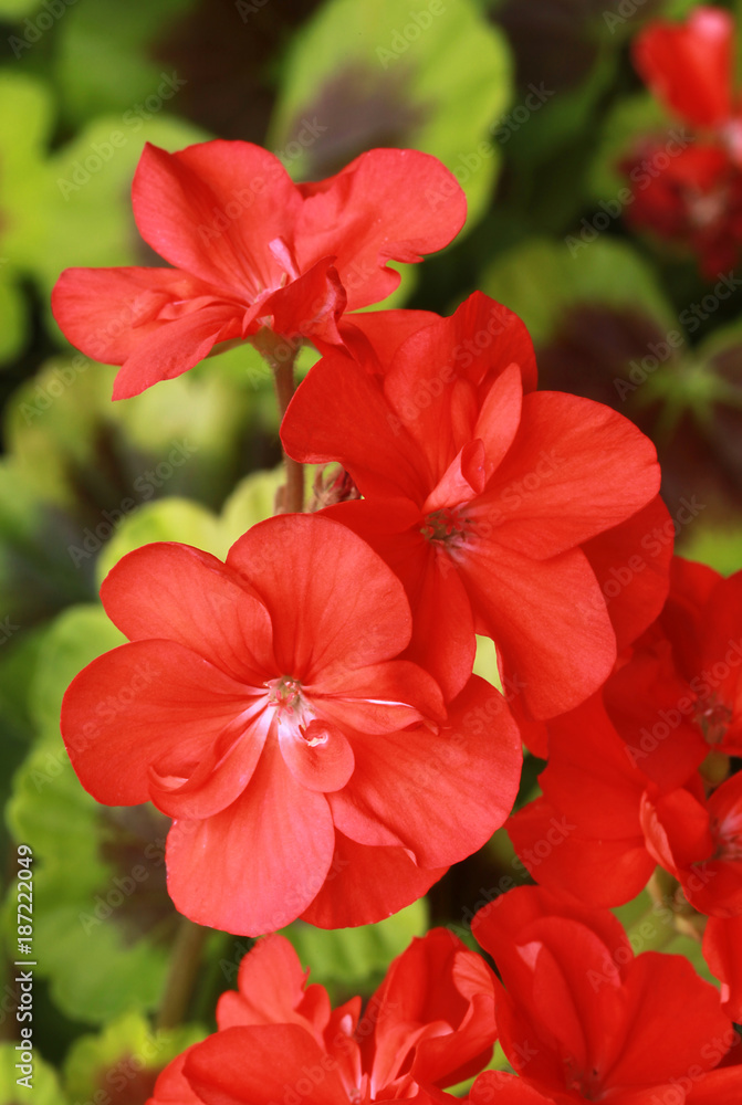 Géranium zonal rouge Géranium zonal rouge