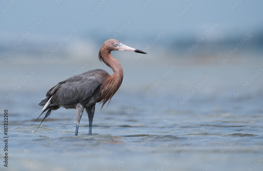 Obraz premium Reddish Egret