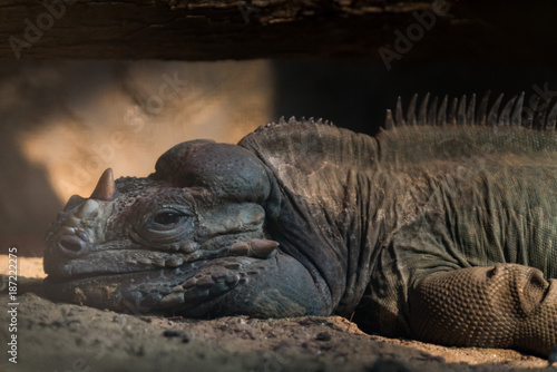 Rhinoceros Iguana  kind of desert lizard lay on a sand