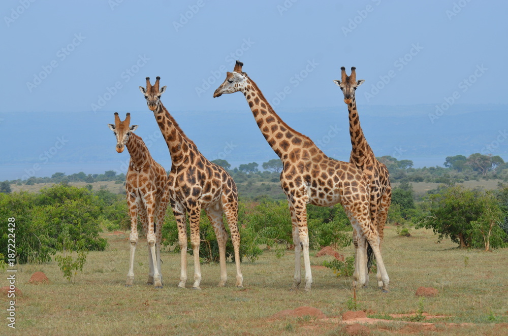 Obraz premium Gruppo di giraffe