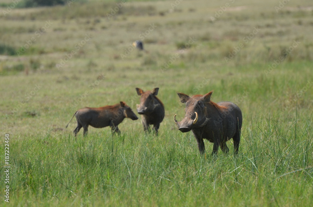 Fototapeta premium Facocero
