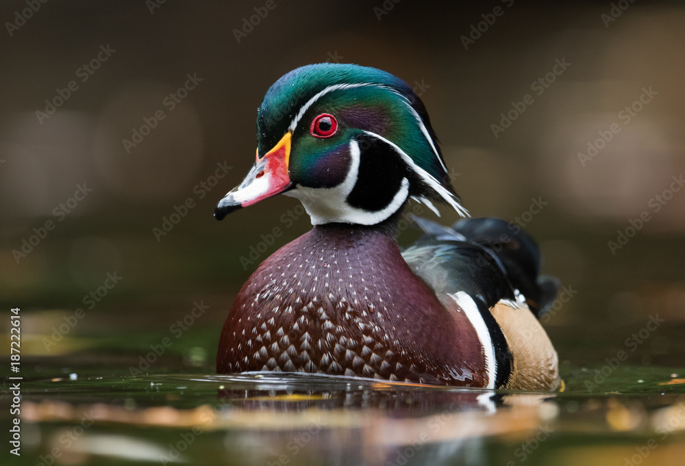 Obraz premium Wood Duck