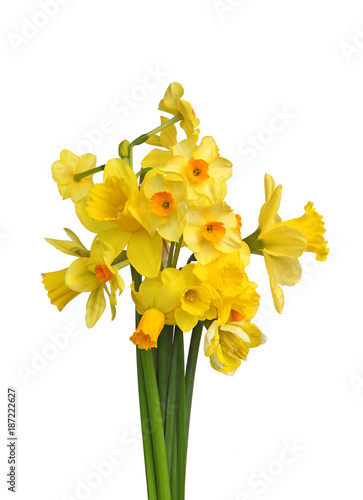 Fototapeta Naklejka Na Ścianę i Meble -  Différentes variétés de narcisses