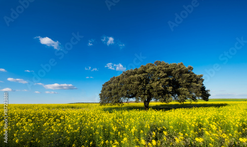 Tree in Yellow Field