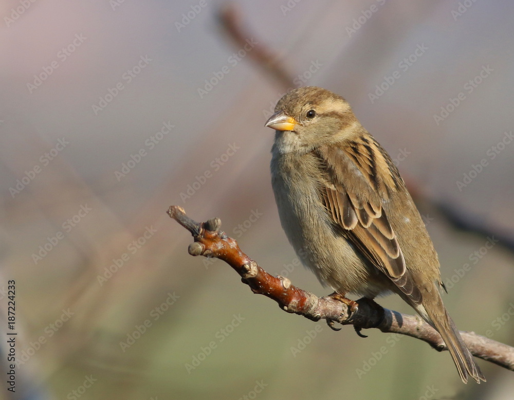House Sparrow on branch, Passer domesticus House Sparrow on branch, Passer domesticus