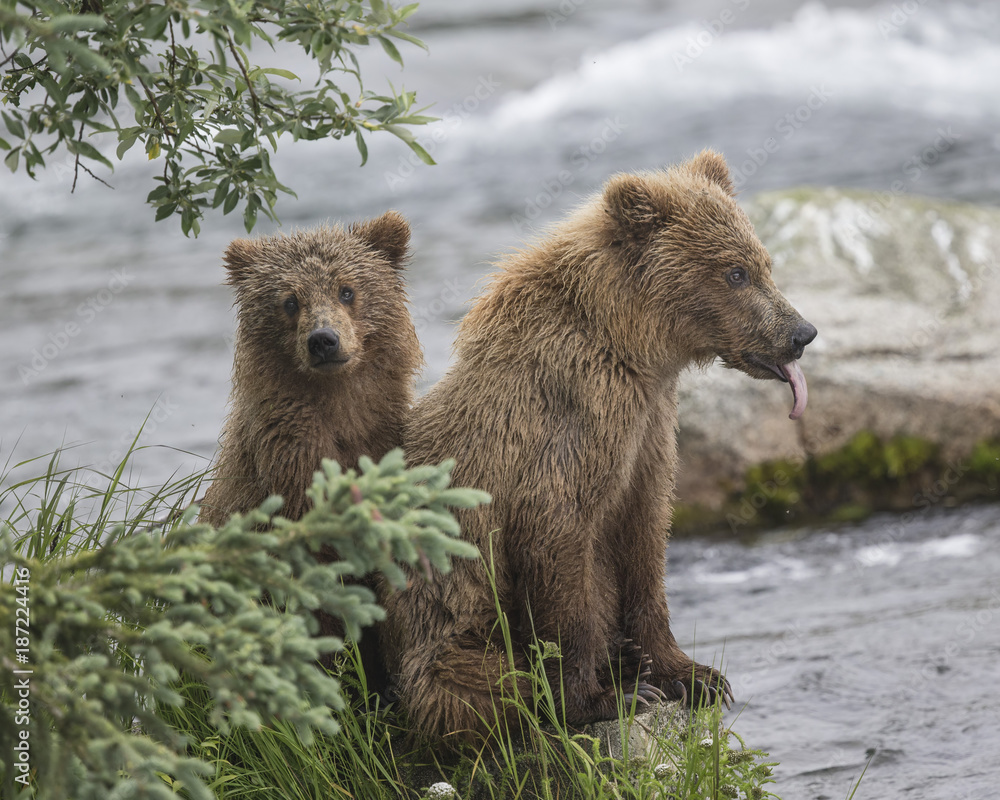 Obraz premium Brown Bear