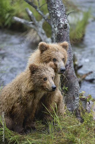 Brown Bear