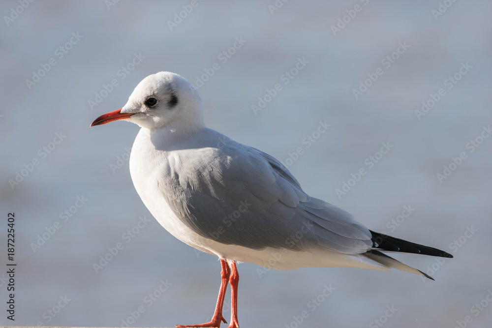 Sea gull close up with eye contact, found near London Eye. Concept tourism, leisure at sea, summer time. Sea gull close up with eye contact, found near London Eye. Concept tourism, leisure at sea, summer time.