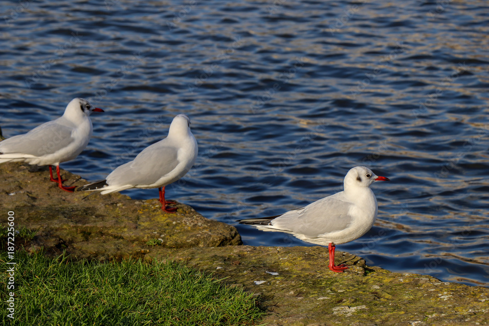 Fototapeta premium Seagulls