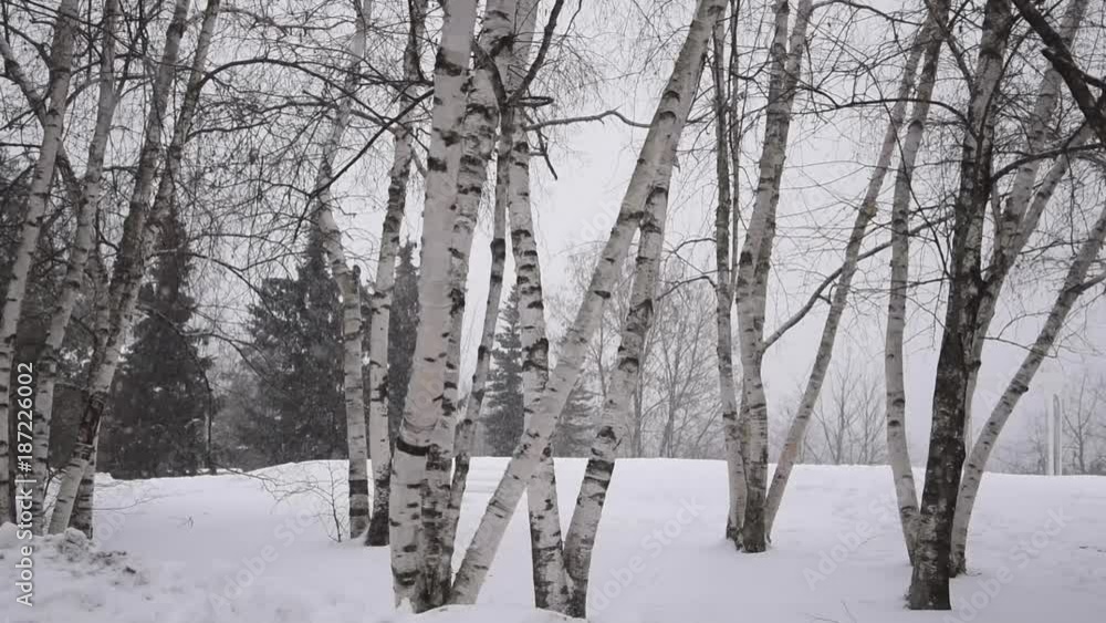 Winter landscape with birches and firs Winter landscape with birches and firs