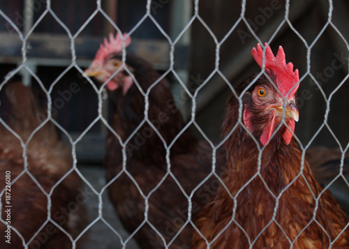 Red Chickens behind Wire Mesh