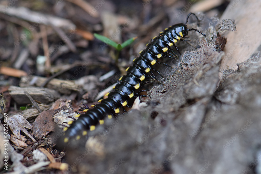Cyanide Millipede 02 Cyanide Millipede 02