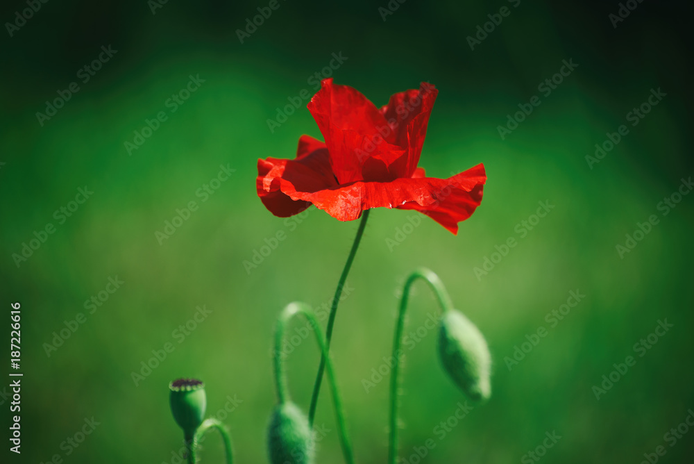 Fototapeta premium Red poppy flower blooming in the green grass field, floral natural spring background, can be used as image for remembrance and reconciliation day