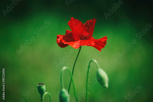 Red poppy flower blooming in the green grass field, floral natural spring background, can be used as image for remembrance and reconciliation day