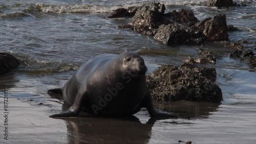 ELEPHANT SEAL EMERGES FROM THE SURF.   In slow motion, 60 fps.