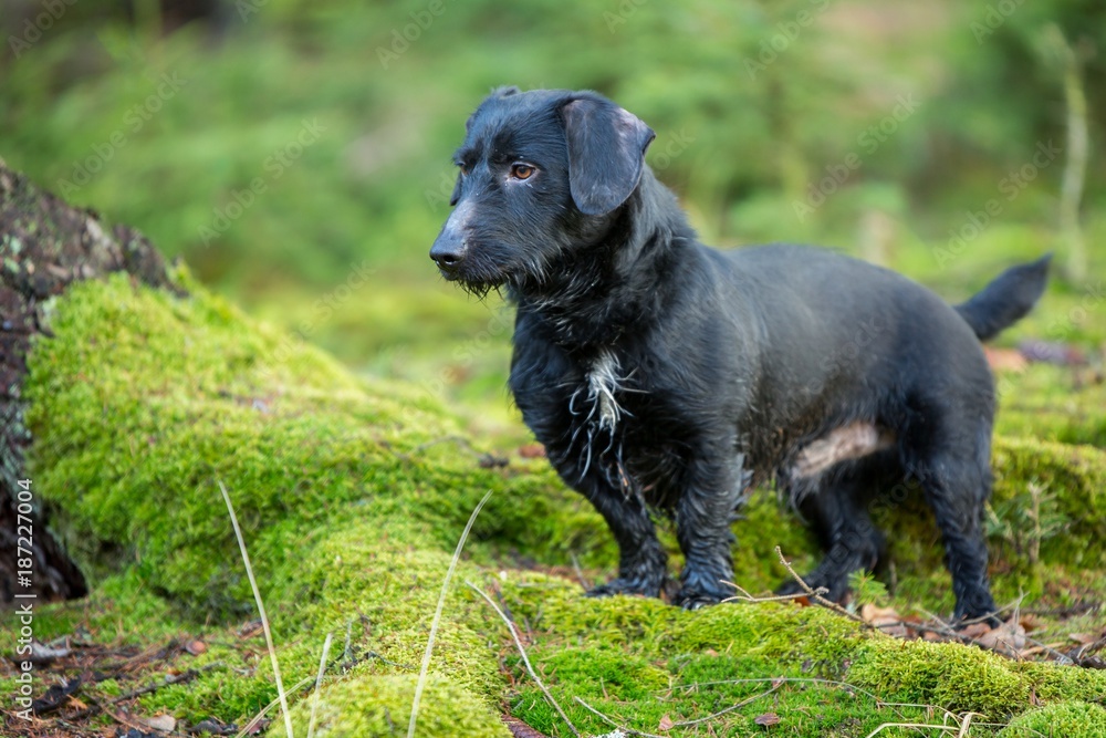 Beautiful little black dog portrait in autumn forest standing on moss
