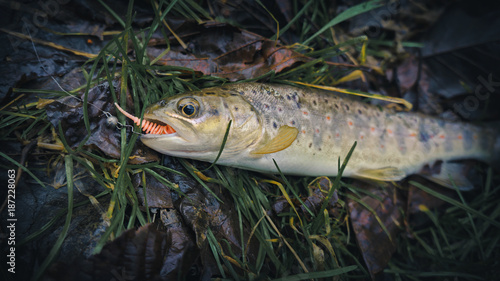 Fototapeta Naklejka Na Ścianę i Meble -  Picturesque trout is caught on a bait.