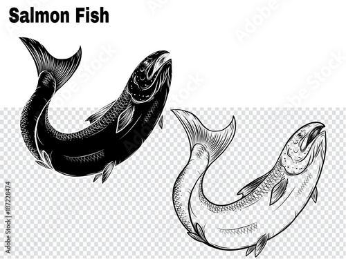 Salmon art highly detailed in line art style.Fish vector by hand drawing.Fish tattoo on white background.Black and white fish vector on white background.Salmon fish sketch for coloring book.