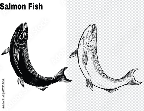 Salmon art highly detailed in line art style.Fish vector by hand drawing.Fish tattoo on white background.Black and white fish vector on white background.Salmon fish sketch for coloring book.